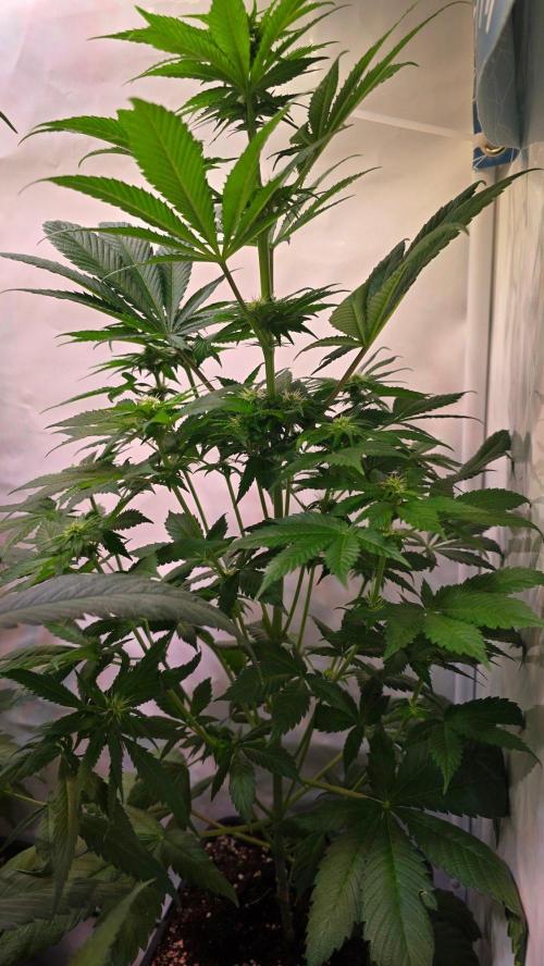Dosimosa. Week 7