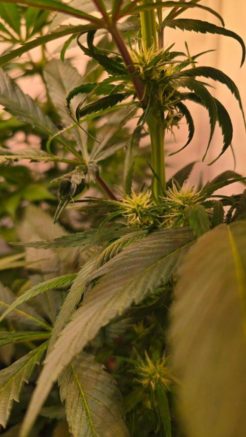Papaya Jealousy. Week 7
