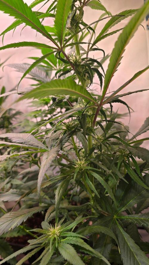 Papaya Jealousy. Week 7