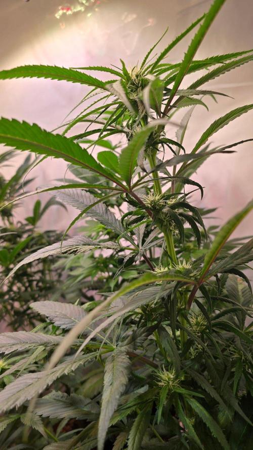 Papaya Jealousy. Week 7