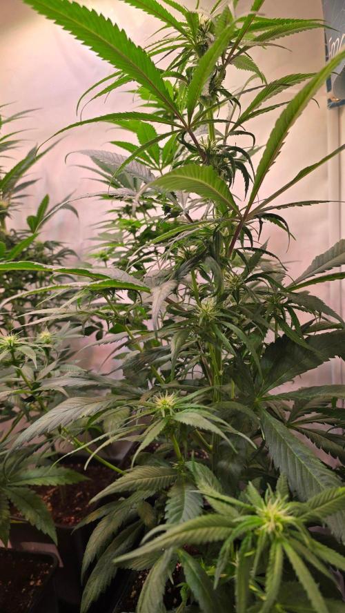 Papaya Jealousy. Week 7