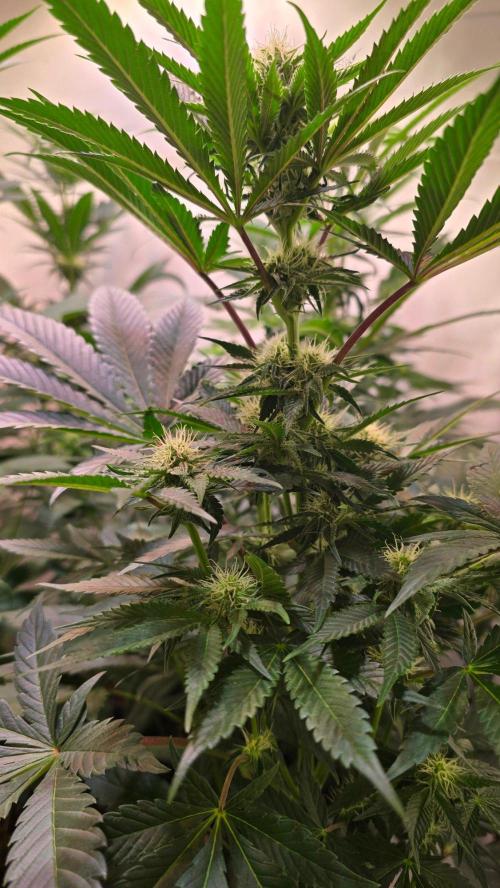 Sunset Peach. Week 7