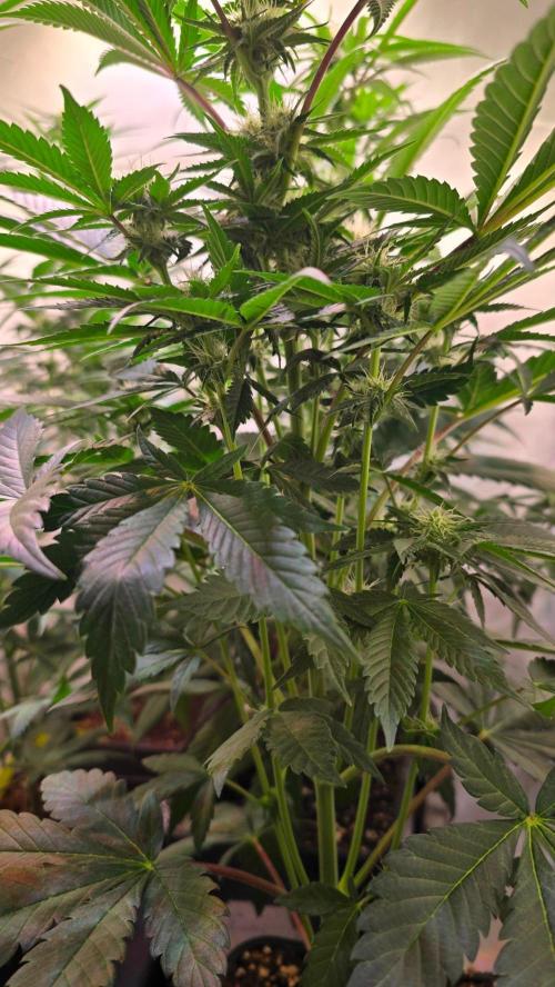Sunset Peach. Week 7