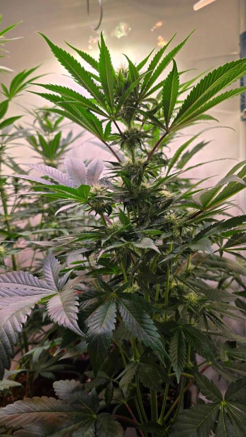 Sunset Peach. Week 7