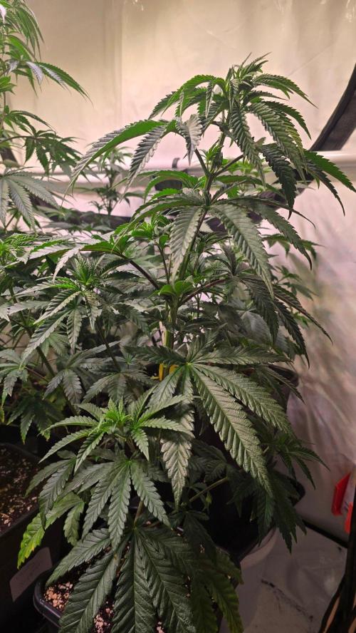 Ztrawberry. Week 6