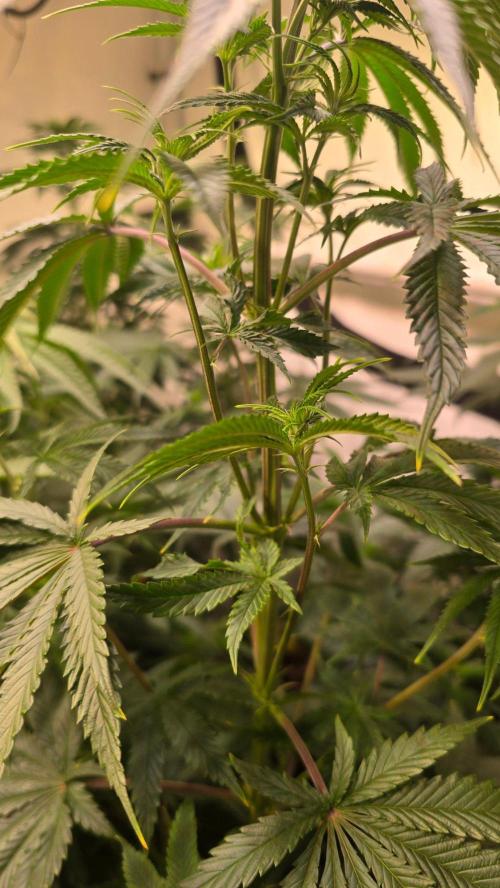 Honey Dipper. Week 6