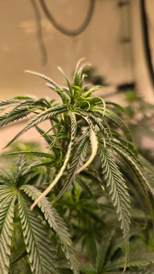 Honey Dipper. Week 6