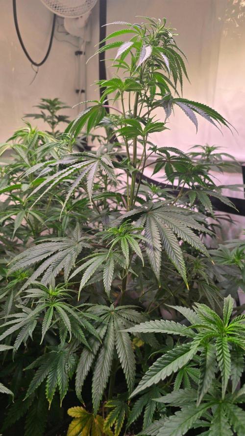 Honey Dipper. Week 6