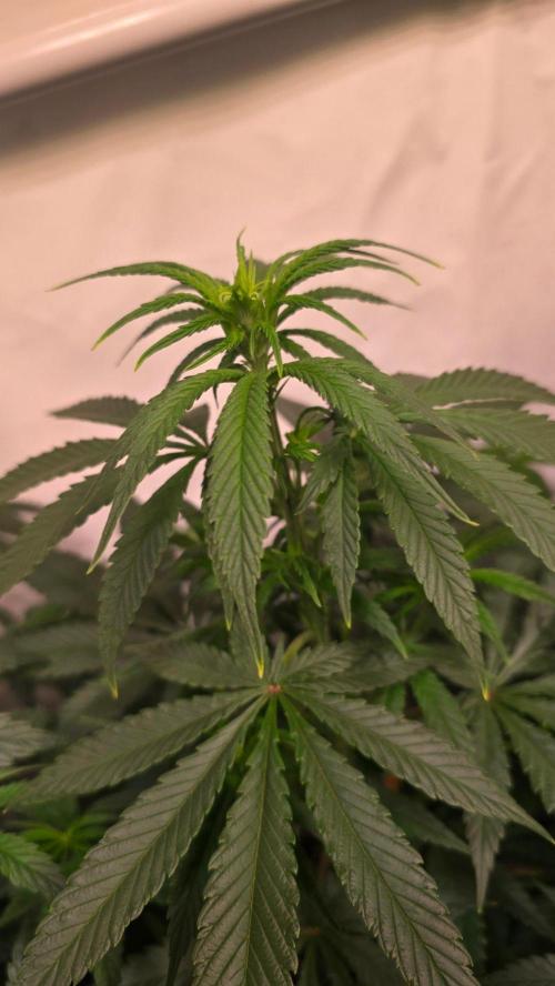 Clementine Slush. Week 6