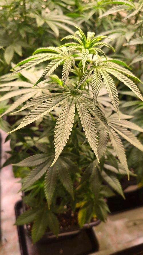Mexican Sativa. Week 6