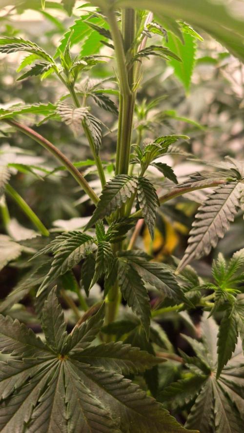 Mexican Sativa. Week 6