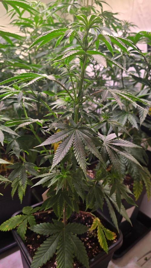 Mexican Sativa. Week 6