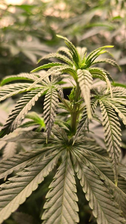 Mexican Sativa. Week 6