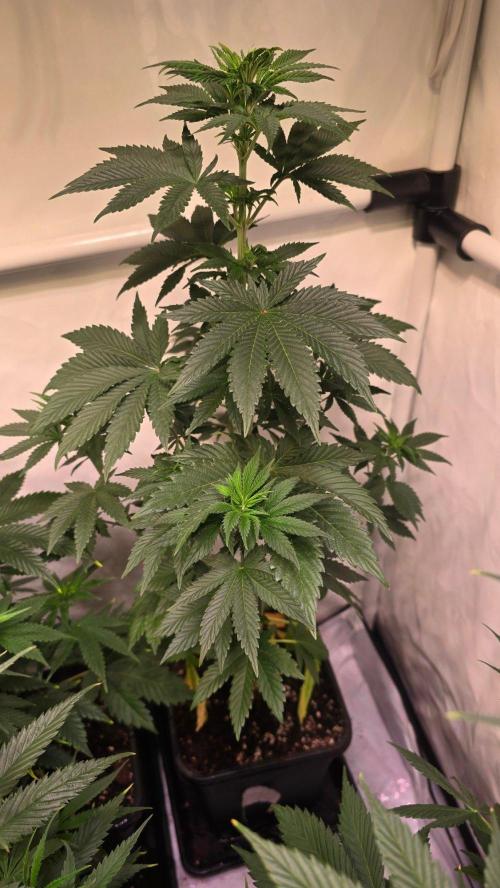 Isla mirage. Week 6