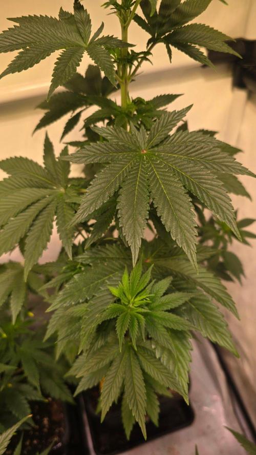 Isla mirage. Week 6