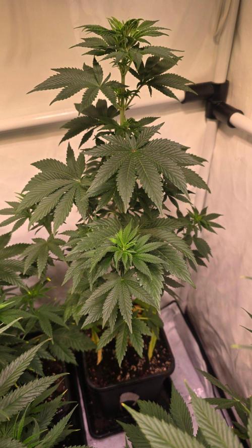 Isla mirage. Week 6