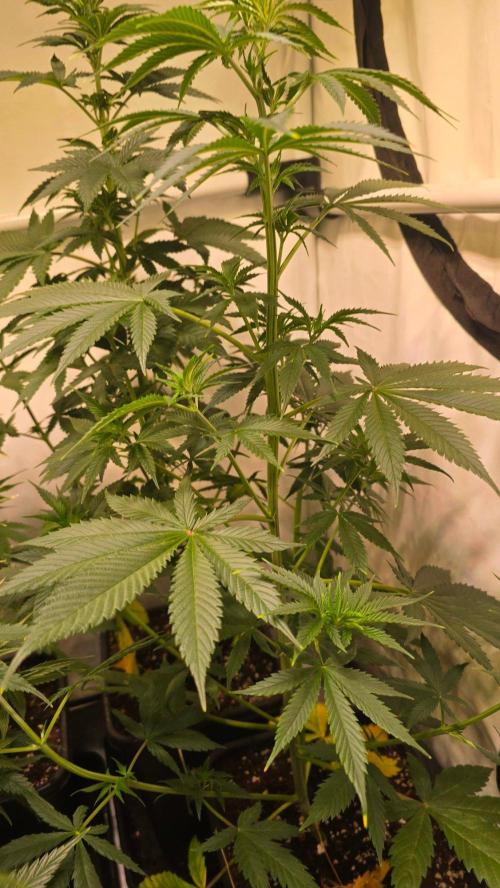 Banana Brawler. Week 6