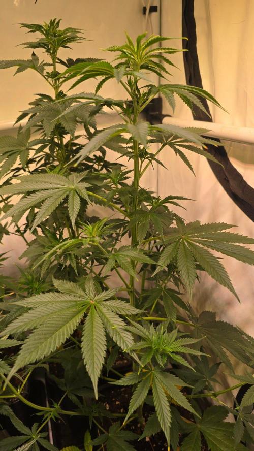 Banana Brawler. Week 6