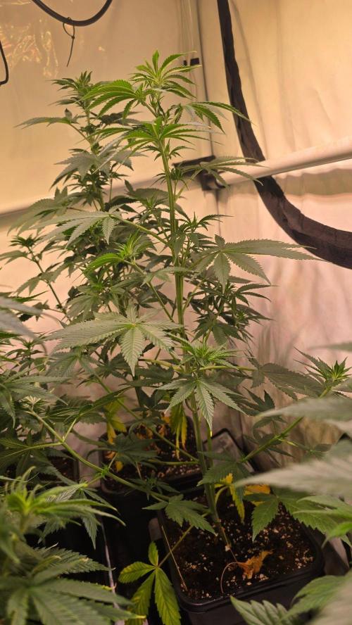 Banana Brawler. Week 6