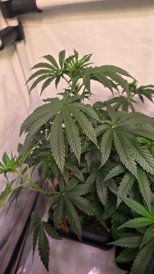 Blue Pirat. Week 6