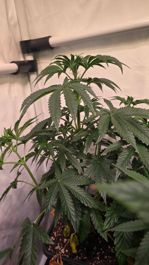 Blue Pirat. Week 6