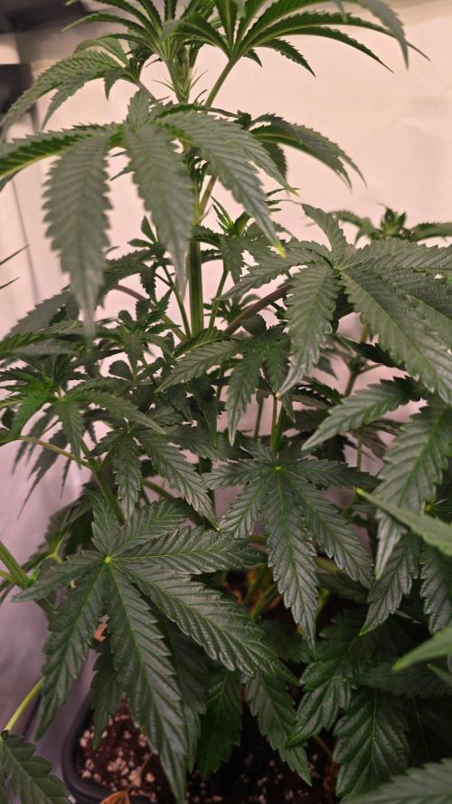 Blue Pirat. Week 6