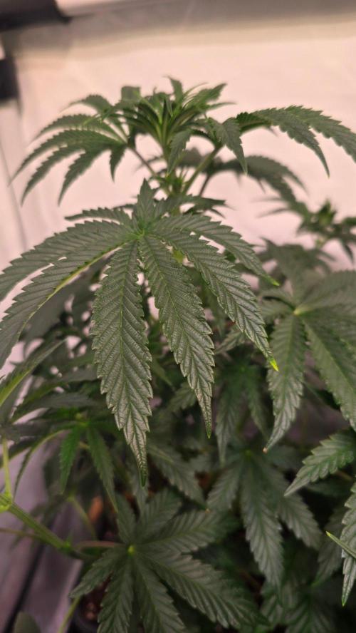 Blue Pirat. Week 6