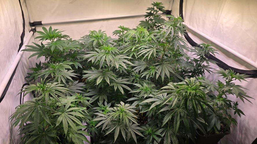 Shiska Lemonade. Week 6