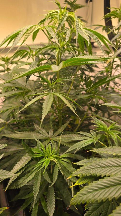 Shiska Lemonade. Week 6