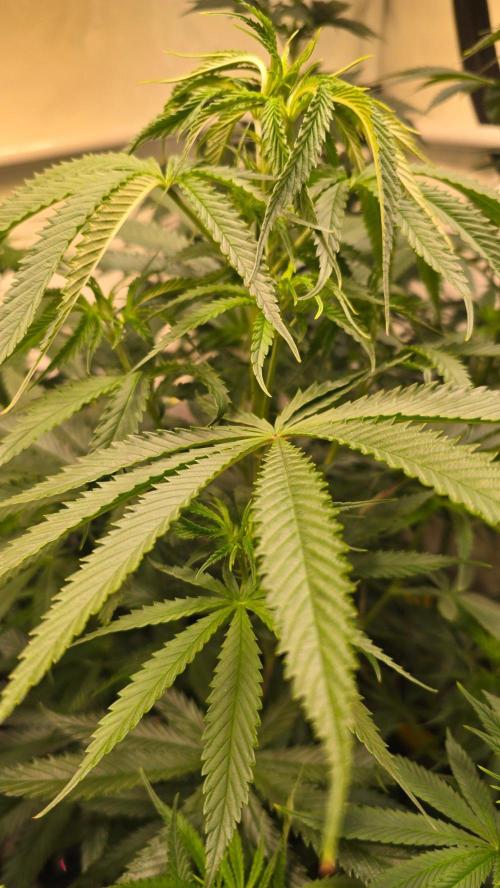 Shiska Lemonade. Week 6
