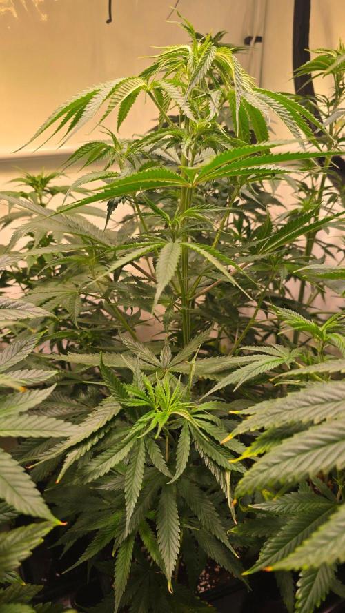 Shiska Lemonade. Week 6
