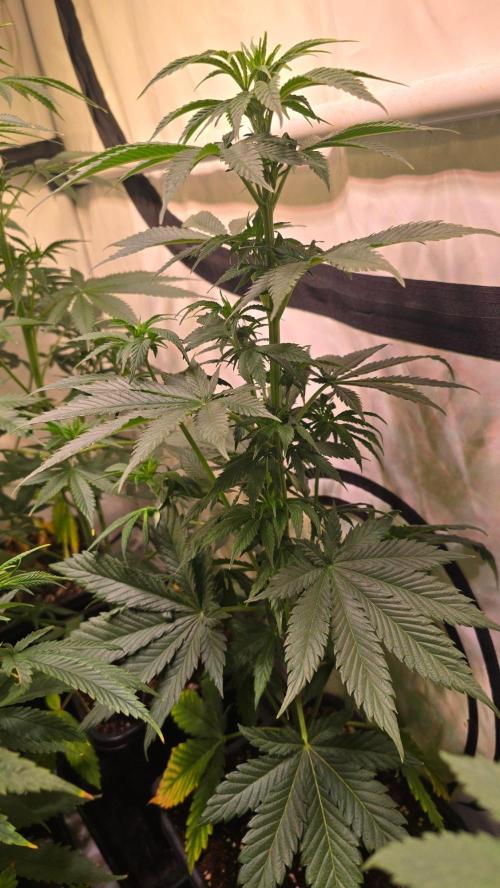 Grease Monkey. Week 6