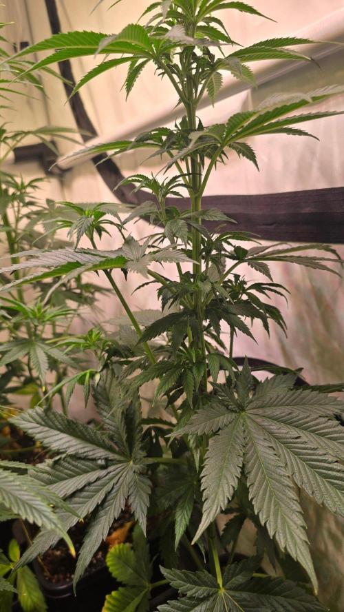 Grease Monkey. Week 6