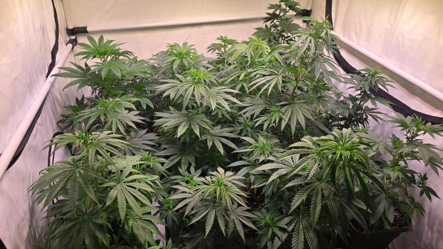 Orange Biscuite. Week 6