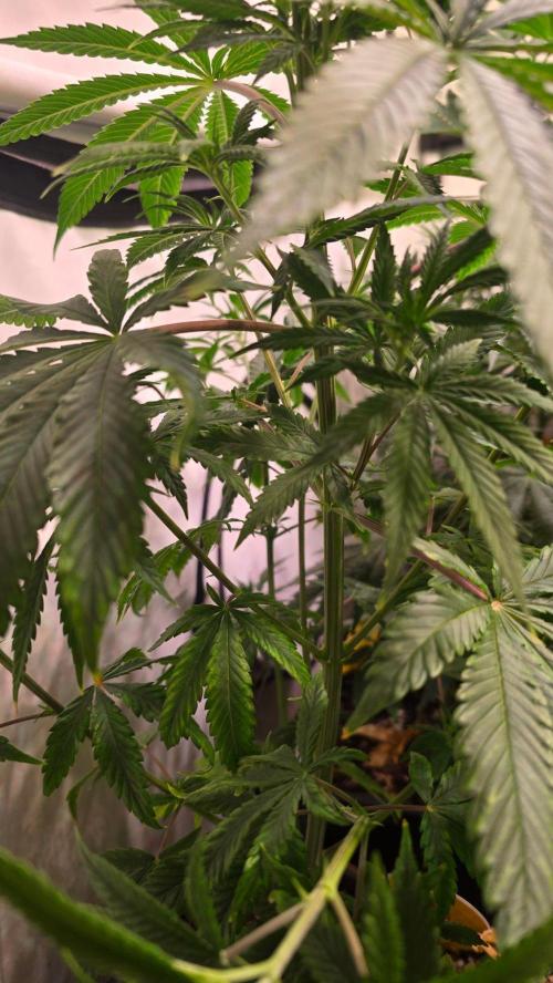Orange Biscuite. Week 6