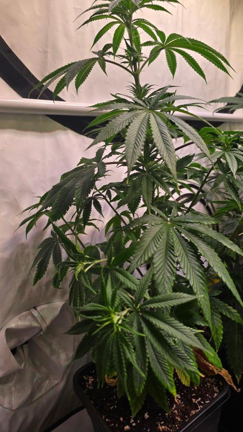 Orange Biscuite. Week 6