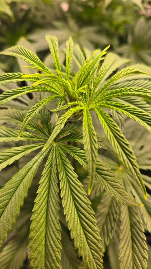 Karibean Mango. Week 6