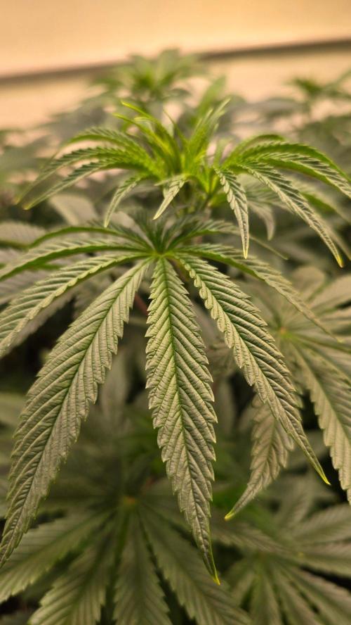 Karibean Mango. Week 6