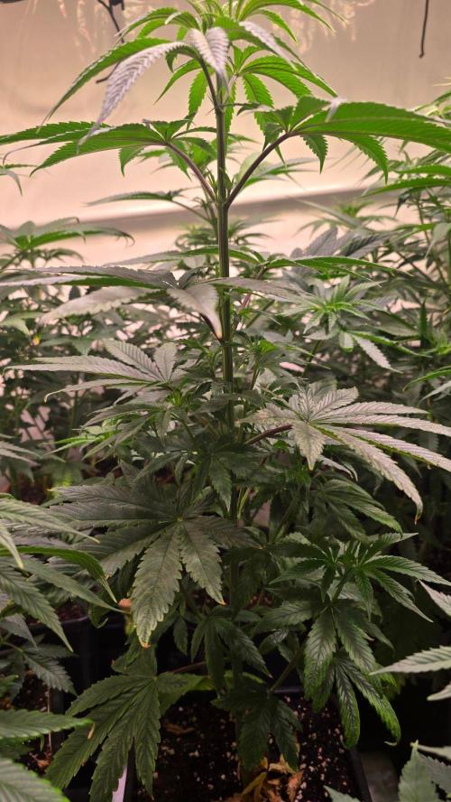 Karibean Mango. Week 6