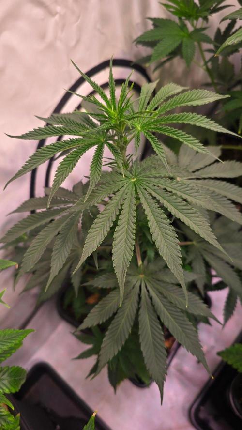 Mango Crack. Week 6