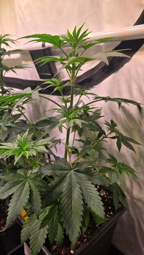 Banana Kush. Week 6