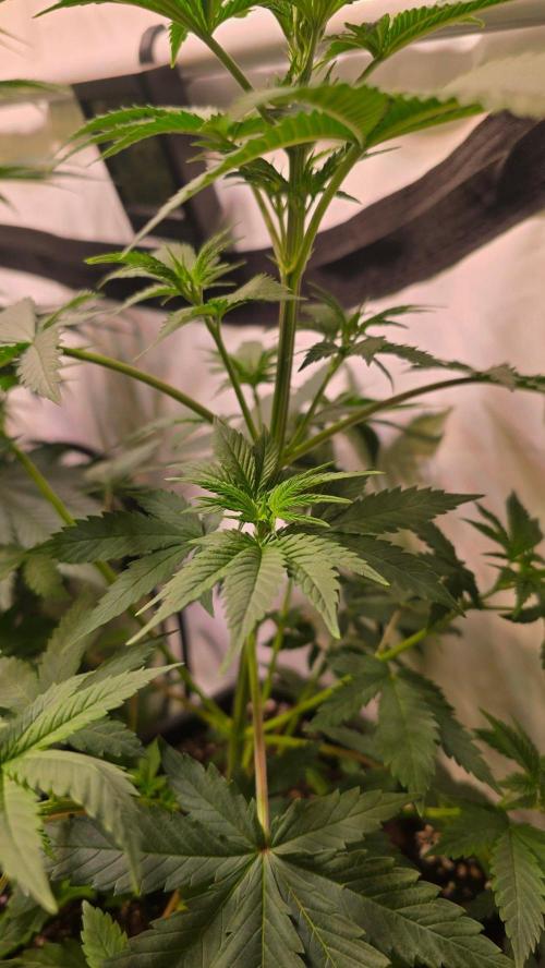 Banana Kush. Week 6