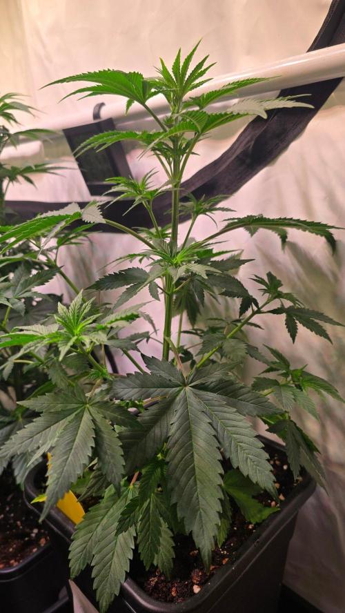 Banana Kush. Week 6