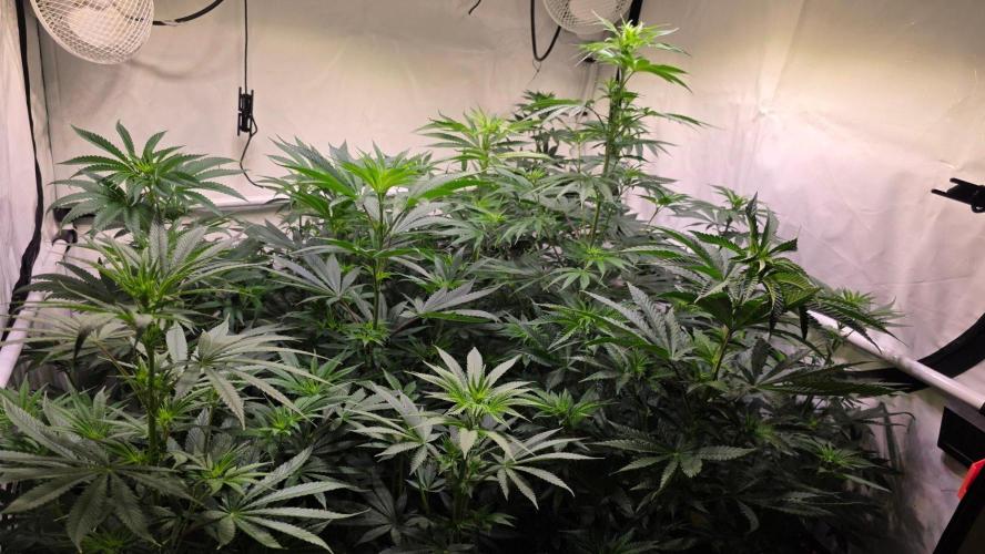 Melonade K. Week 7