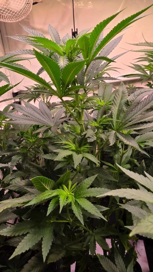 Melonade K. Week 7