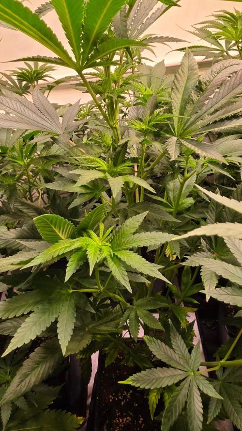 Melonade K. Week 7