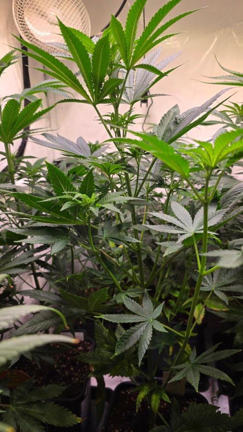 Melonade K. Week 7