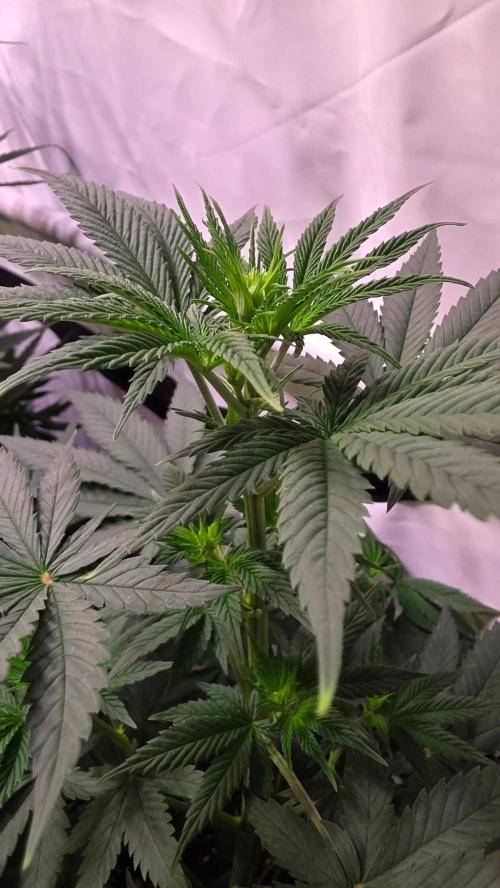 Banana Kush. Week 7