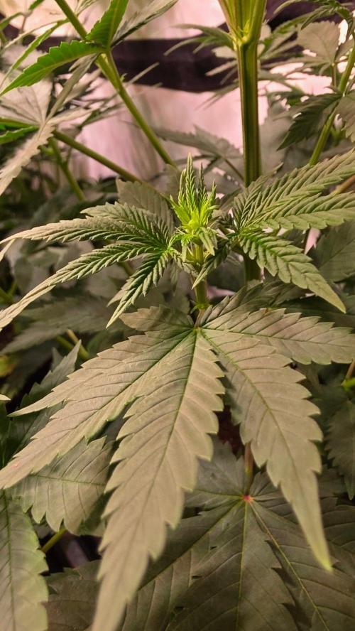Banana Kush. Week 7