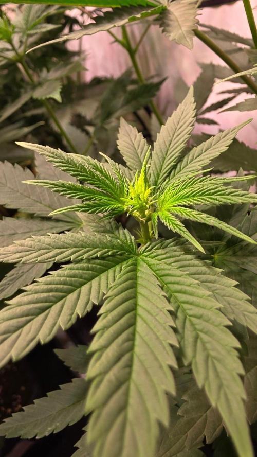 Banana Kush. Week 7